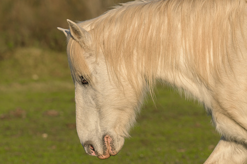 White horse with long mane in a green field,
