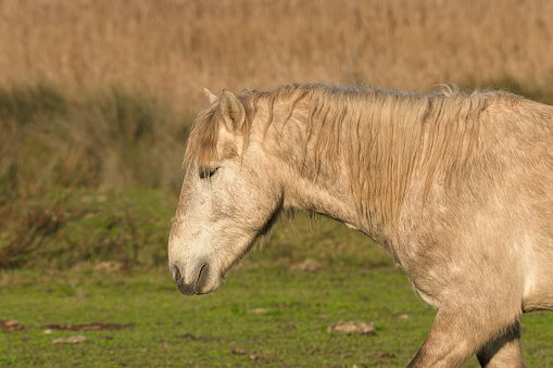 old gray horse in the field,