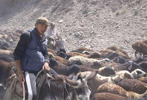 August 21 2023 - Kyrgyzstan in Central Asia: Kyrgyz herders get their goats and sheeps to high plateaus through on the road