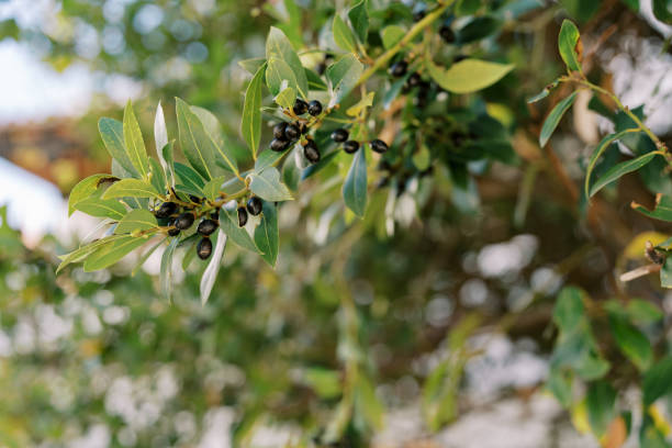 istock Olives ripen on tree branches among green foliage 1778808314
