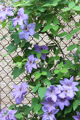 Recommended for container growing, this Clematis macropetala 'Blue Bird' has masses of drooping, mauve-blue flowers. It has been given an RHS Award of Garden Merit. Here, in a garden in southern England, it is growing on the shaded side of a fence. Flowers bloom from April to May.