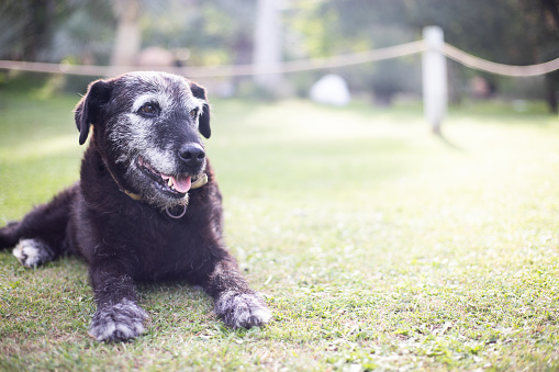 Cute happy Overweight fat Labrador mix on the grass at park.