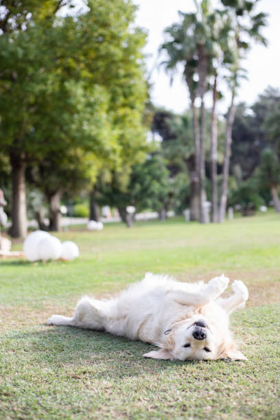 istock golden retriever lying on his back on the grass 1778825420