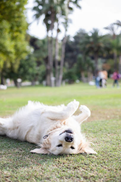 istock golden retriever lying on his back on the grass 1778827572