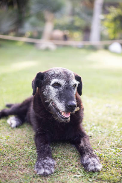 Portrait of a stray dog