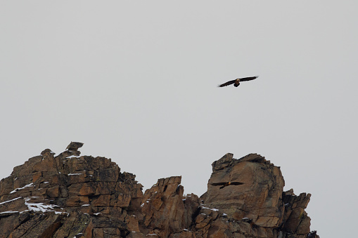 Bearded Vultures at the Gran Paradiso National Park.