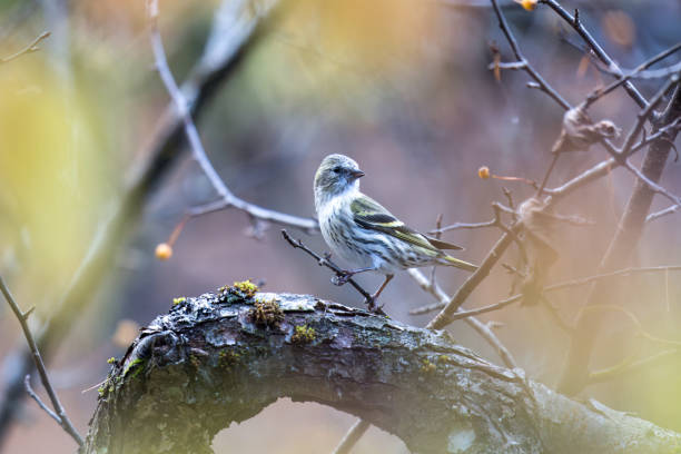 istock Yellow bunting on the tree in autumn Japanese forest. 1778838058