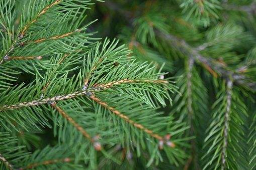 green branches of a Christmas tree close-up,  short needles of a coniferous tree close-up on a green background, texture of needles of a Christmas tree close-up, blue pine branches