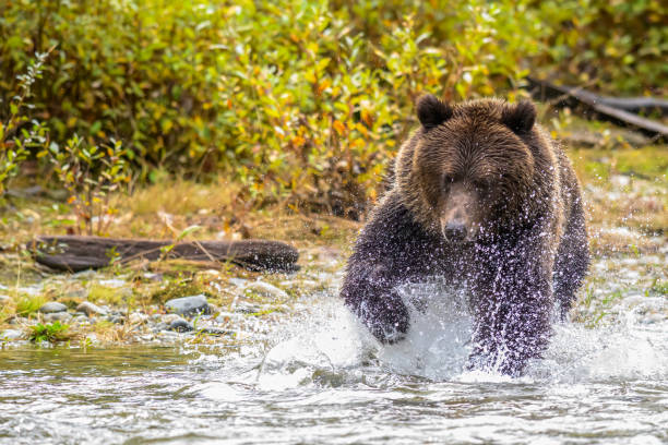 Grizzly Fishing for Salmon