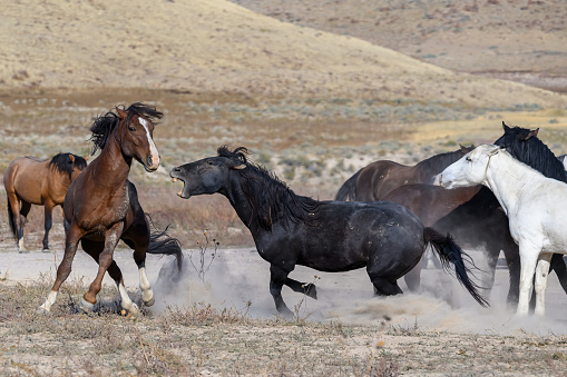 Two members of the Onaqui wild mustang horse herd in Utah