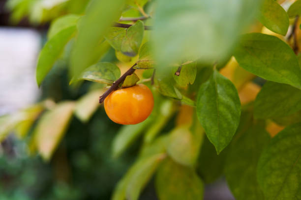 istock Ripe persimmon peeks out among the dense green foliage of a tree 1778855455