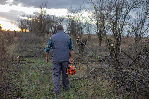 A man with a chainsaw cuts an old orchard