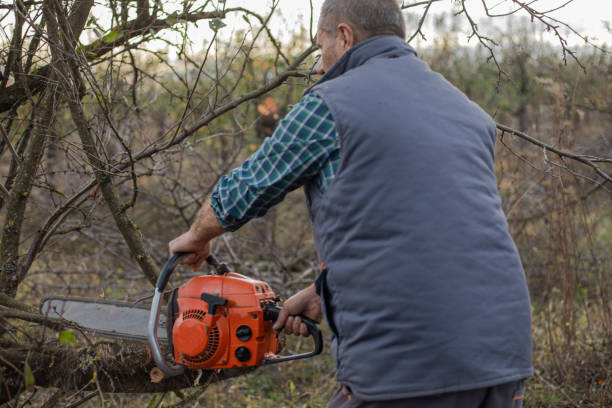 istock A man with a chainsaw cuts an old orchard 1778861944