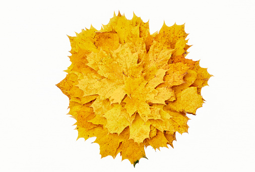Top view of vibrant yellow maple leaves isolated on white background, a stunning autumn tapestry in rich hues