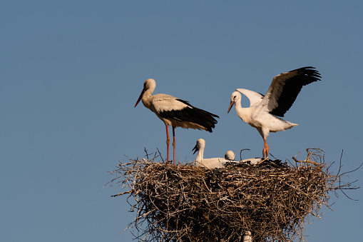 Birds Stork on nest against blue sky, white storks stands in nest. Ciconia. Close up.