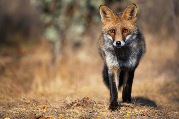 Portrait red fox Vulpes vulpes on a beautiful background