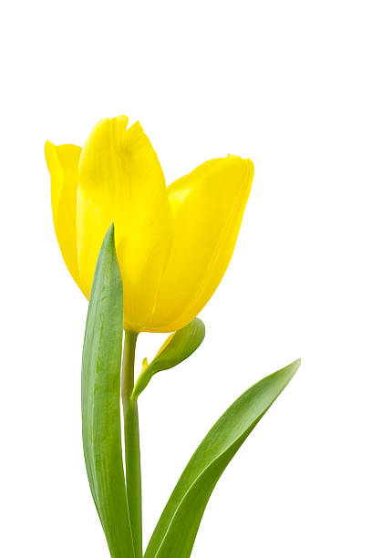 istock tulip flowers on white background 177886938