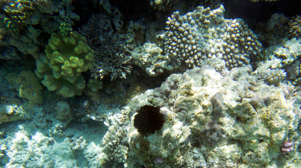 istock A black and red Crinoid in the coral reef 1778880221