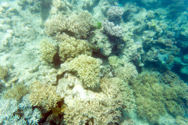 istock Photo of corals 1778881065
