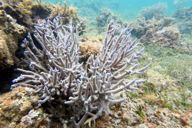 istock Photo of corals 1778881609