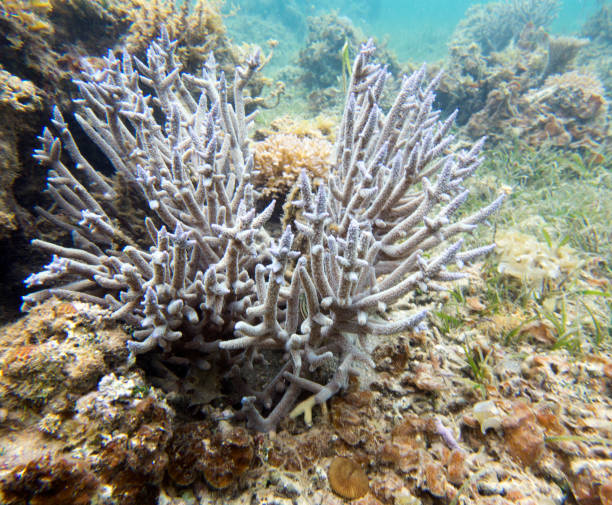 istock Photo of corals 1778881615