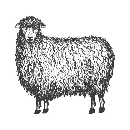 Sheep hand drawn vector illustration farm animal with engraving on isolated white background,lamb livestock breeding. Design element for print, paper, logo, card.Production of cheese, meat, wool. Agriculture