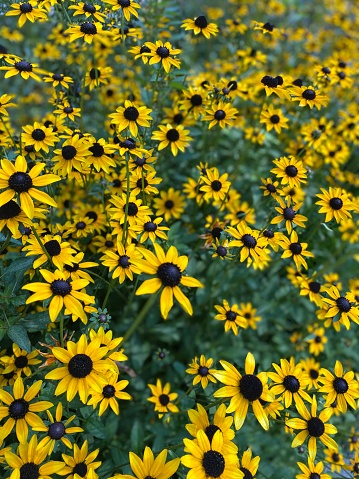 Close-up of a field of yellow black eyed susan flowers