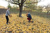 Two boys are playing with yellow autumn leaves under a tree in the garden