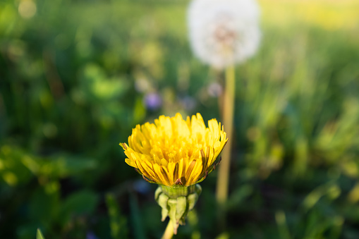 Closeup of a residential lawn covered in dandilions.