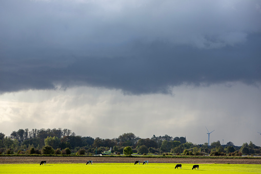 sihouettes of backlit cows in green grassy meadow and stormy sky over river rhine in the netherlaneds near utrecht