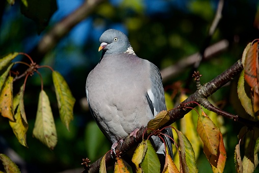 Wood pigeon perched high up in a tree in the bright sunlight