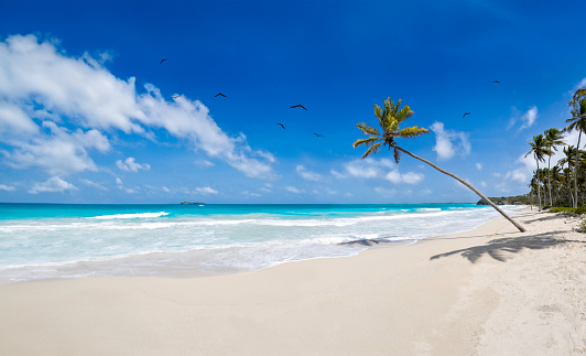 Tropical beach themes: Tropical white sand island beach in the Caribbean sea with coconut trees and turquoise waters. Morrocoy National Park, Venezuela