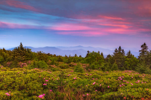 рододендроны на закате - roan mountain state park стоковые фото и изображения