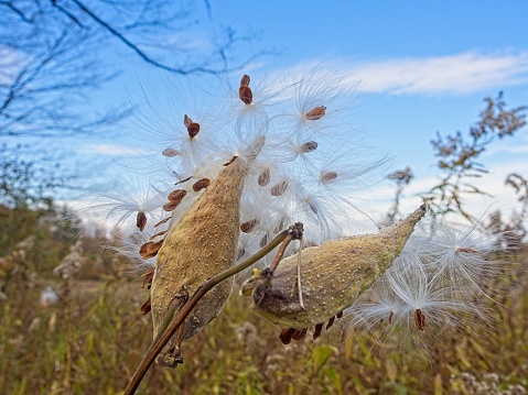 Autumn bursting milkweed seed pod in the Berkshires of Massachusetts.