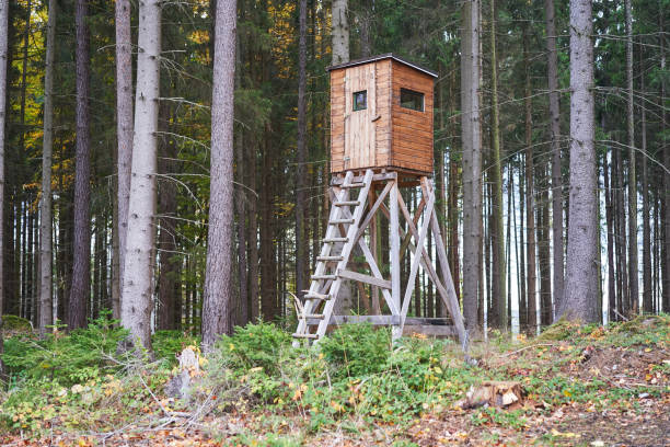Hunting pulpit or hunters tower in the spruce tree forest in autumn. Traditional czech style wooden hunting pulpit with front ladder ideal hunting deers or wild pigs. Symbol of european gamekeeping.