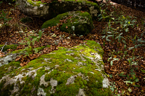 Dry leaves and small green seedlings among moss-covered boulders, in beech forest, Monte Amiata, Tuscany, Italy