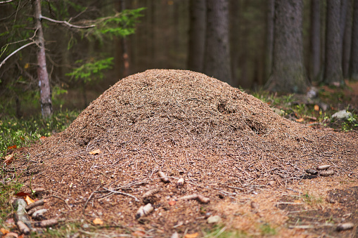 Anthill in the deep forest. Ant colony of Formica rufa, also known as red wood ant, southern wood ant, or horse ant nests of these ants are large, dome-shaped mounds of grass, twigs or conifer needles