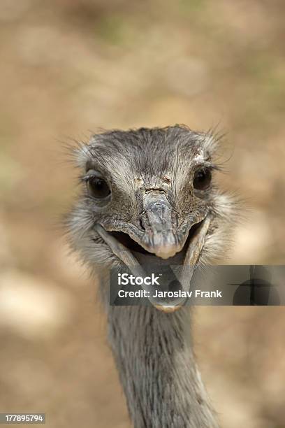 Sorrir Avestruz - Fotografias de stock e mais imagens de Avestruz - Avestruz, Fofo - Descrição Física, Animal