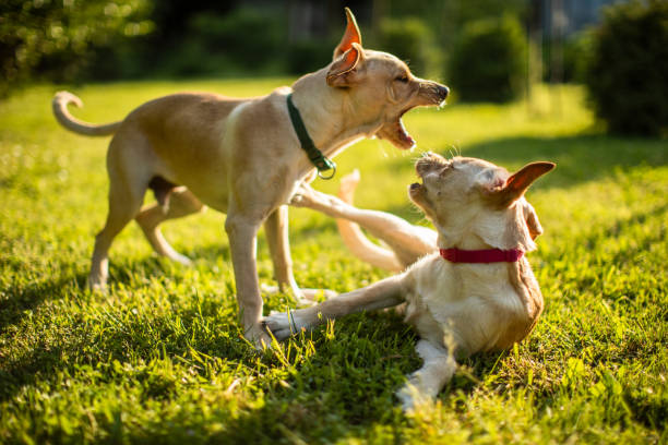 istock Two cute dogs playing in backyard 1778959508