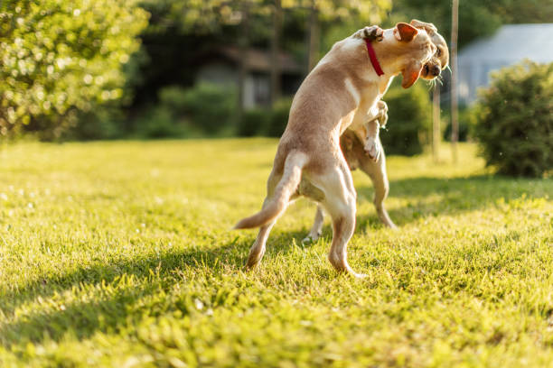 istock Two cute dogs playing in backyard 1778959509