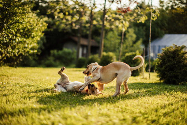 43,500+ Two Dogs Playing Stock Photos, Pictures & Royalty-Free Images - iStock | Two dogs playing outside, Two dogs playing on white 43,500+ Two Dogs Playing Stock Photos, Pictures & Royalty-Free Images - iStock | Two dogs playing outside, Two dogs playing on white