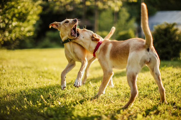 istock Two cute dogs playing in backyard 1778959515