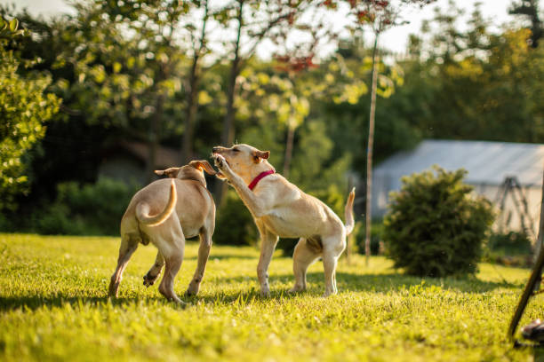 istock Two cute dogs playing in backyard 1778959527