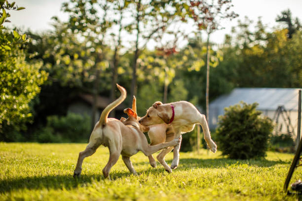 istock Two cute dogs playing in backyard 1778959534