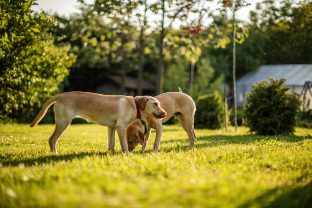 istock Two cute dogs playing in backyard 1778960054