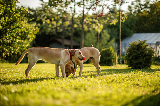 Two cute dogs of mixed breed playing joyfully in backyard on a sunny day