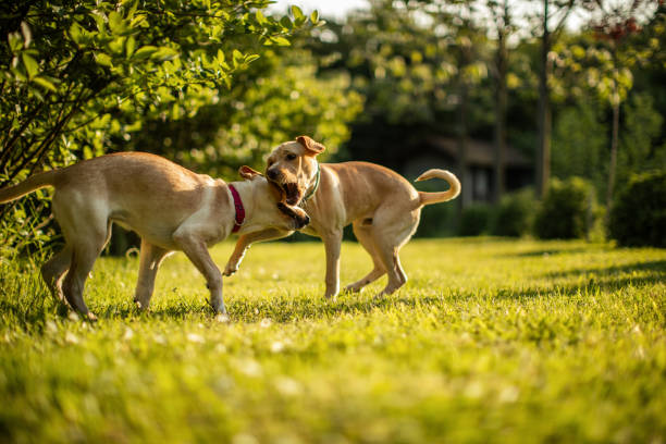 istock Two cute dogs playing in backyard 1778960061