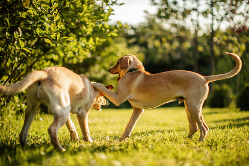 Two cute dogs of mixed breed playing joyfully in backyard on a sunny day