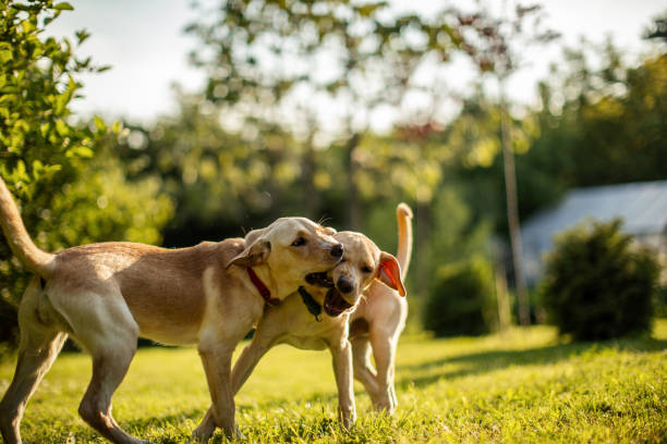 istock Two cute dogs playing in backyard 1778960073