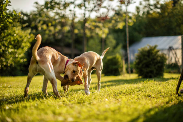 istock Two cute dogs playing in backyard 1778960078